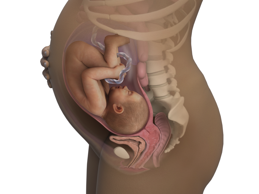 Side view illustration of a pregnant woman showing a fetus curled inside the womb with visible internal organs and spine.