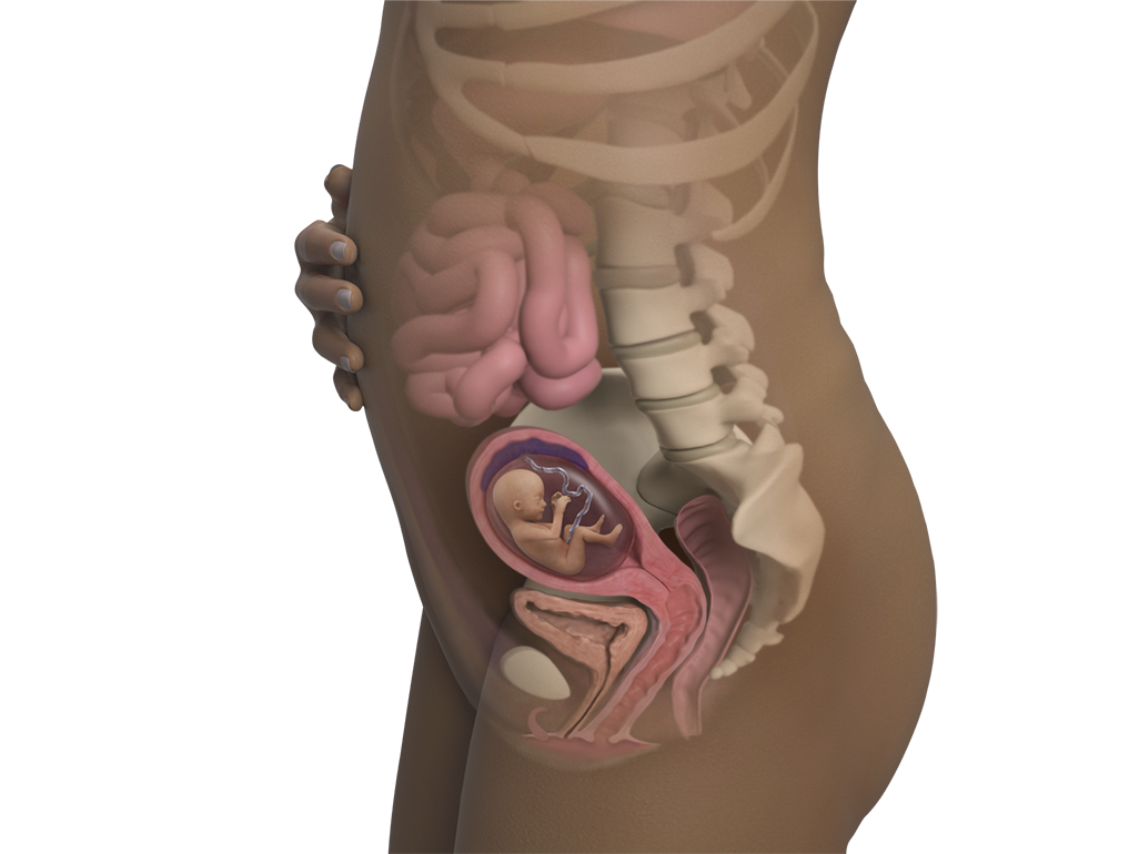 Side view of a pregnant woman showing a fetus inside the uterus with surrounding organs and spine visible.