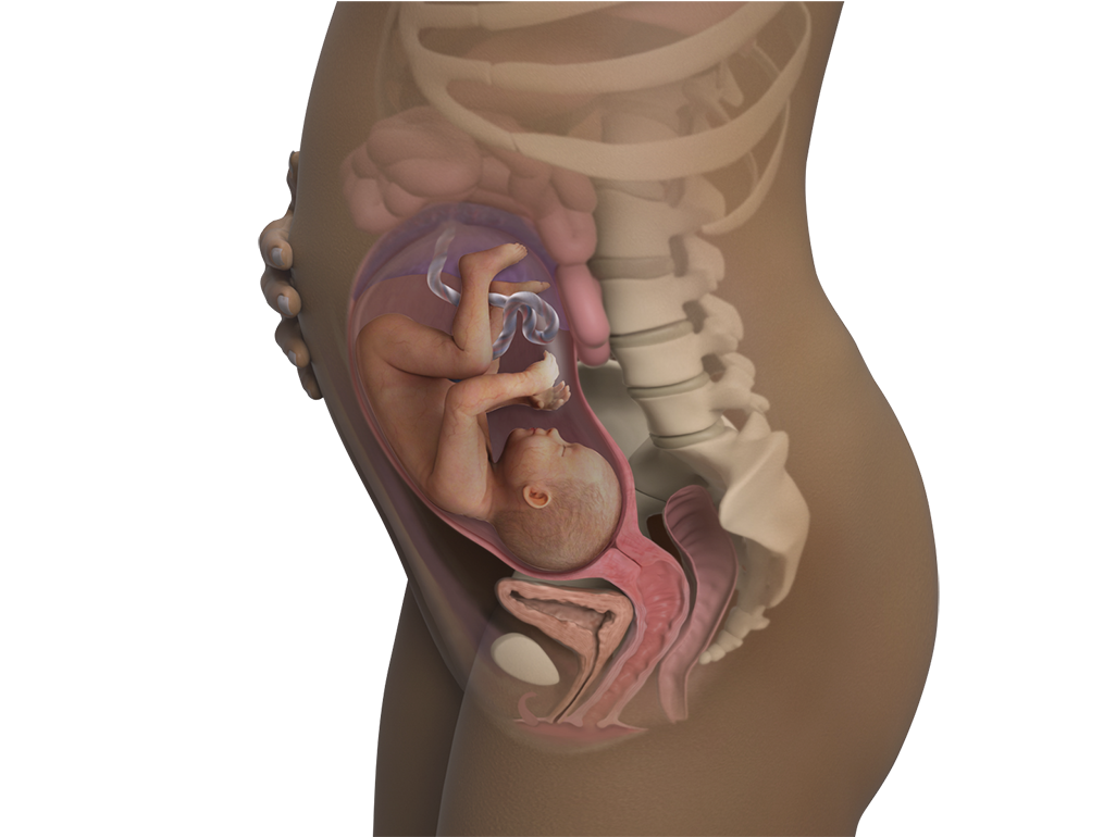 Side view illustration of a pregnant woman showing a fetus inside the womb with visible internal organs and spine.