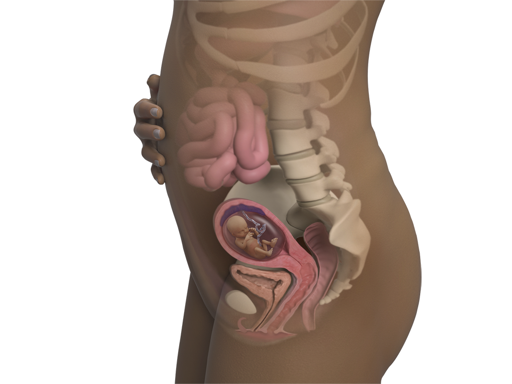 Image of a woman and her baby at 14 weeks of pregnancy.